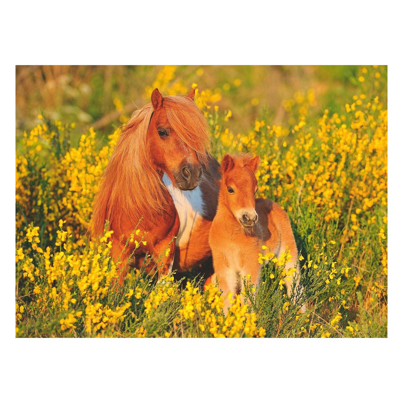 Ravensburger Shetland Ponys, 100.. Xxl