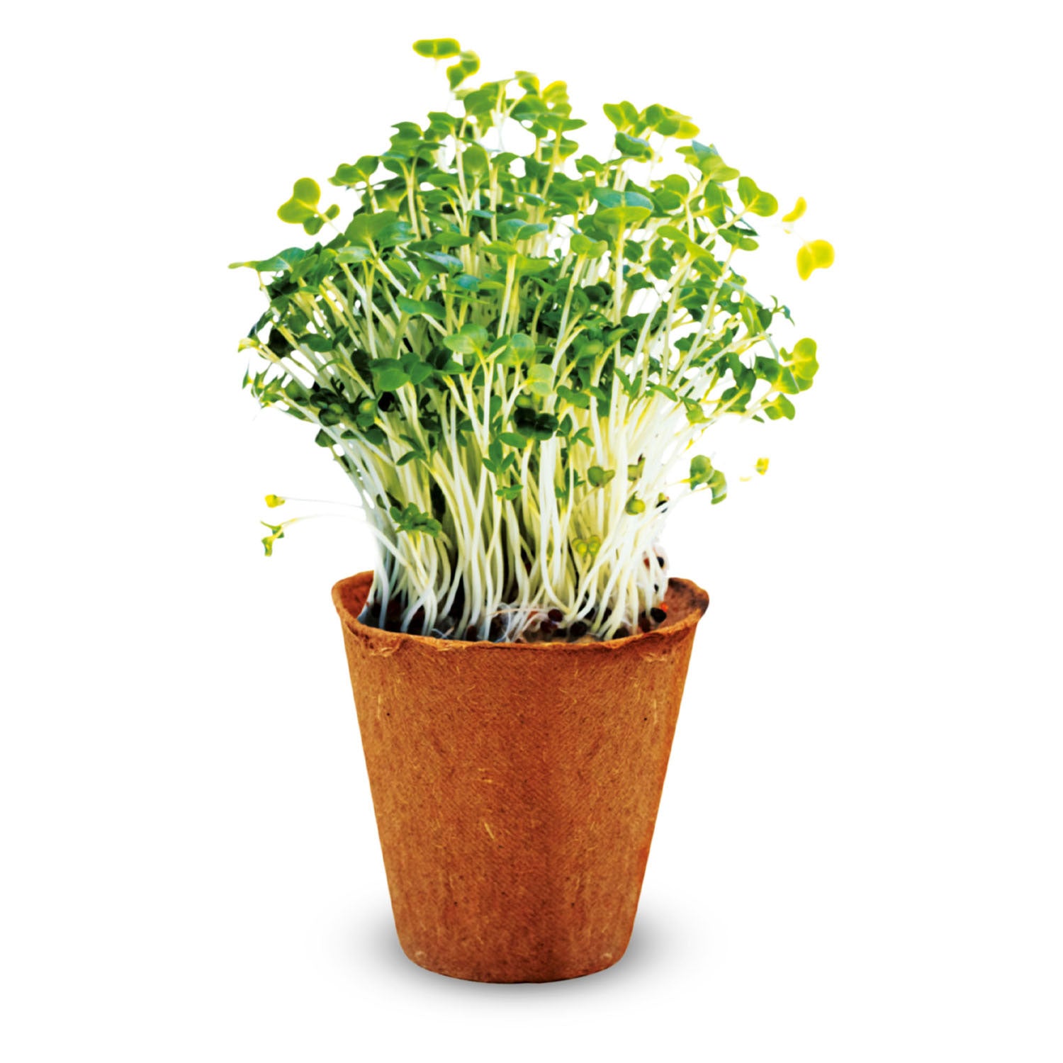 Kidscovery kidscovery experiment kräuter garten set s