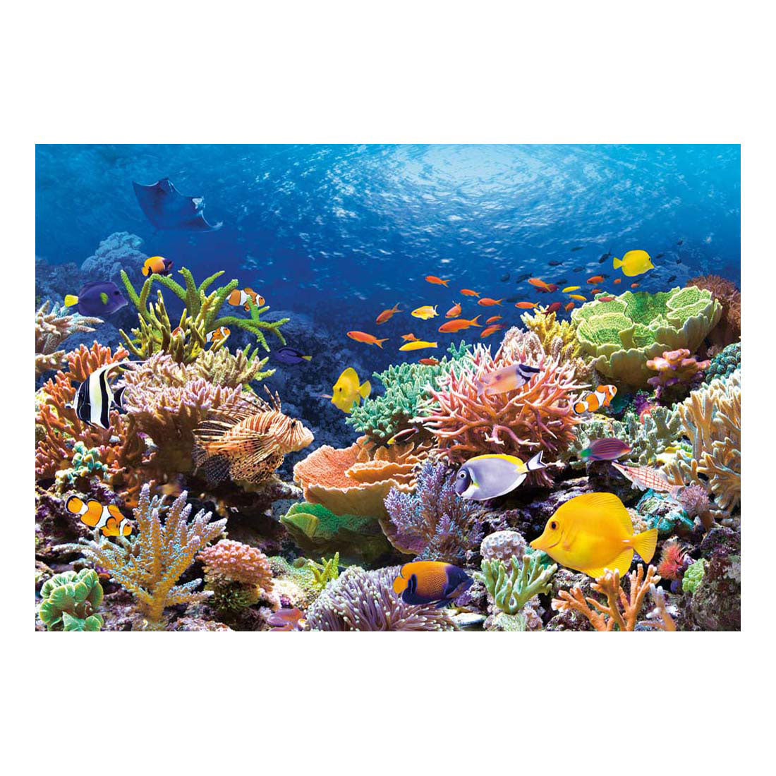Selecta Castorland Puzzle Korallenrifffische, 1000 Teile.