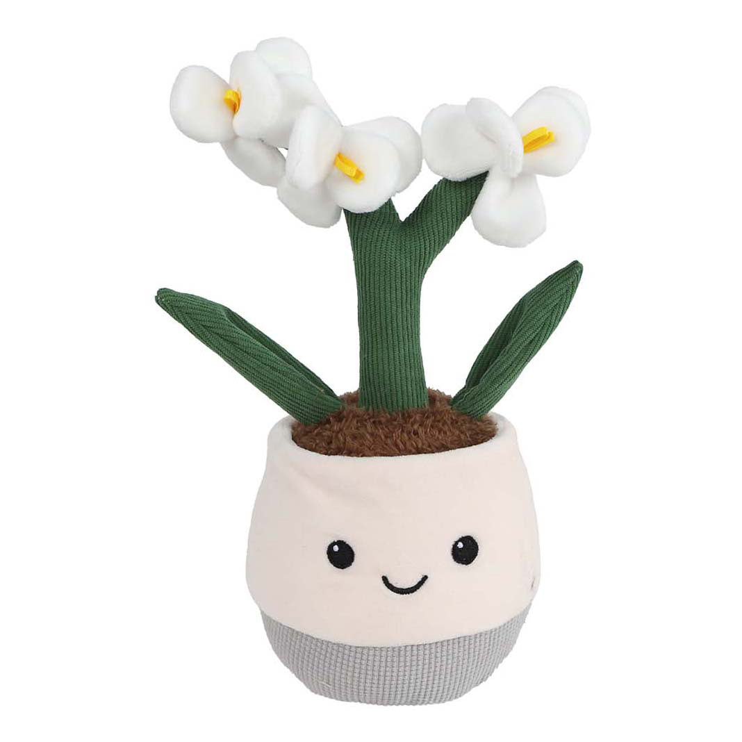 Nimm mich mit nach Hause Pflanze Plüschorchidee L - 23cm