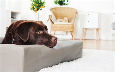 Bia Bett Hundekorb Original Taupe