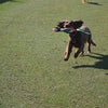 Happy Pet Gaudy Game Fasan