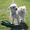 Happy Pet Gaudy Game Fasan