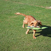 Happy Pet Gaudy Game Fasan