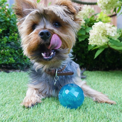 Biosafe Welpe Snack Ball Blau
