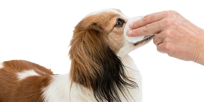 Trixie Eye Care Cleaning Wege im Auge