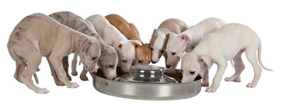Trixie Junior Puppy Feeding Eimer Edelstahl