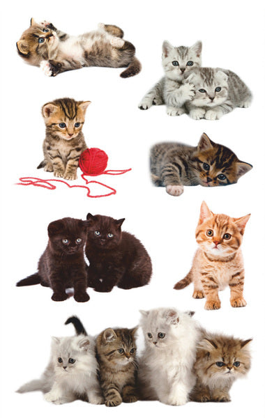 Avery Avery AV-55971 Papieretikett Z-Design-Paket ein 3-Blatt Katzenfoto