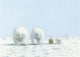Bildpostkarte 141: Eisbären im Schnee