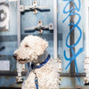 Trixie Dog Lash Cavo Verstellbarer Indigo Royal Blue