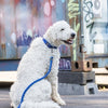 Trixie Dog Lash Cavo Verstellbarer Indigo Royal Blue