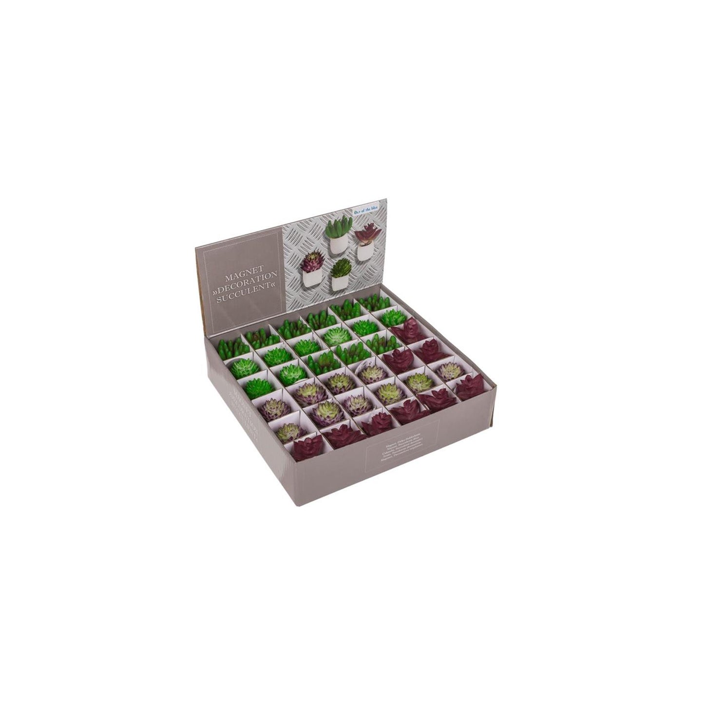 Ootb Magnet-Sukkulentenpflanze im Topf 3x5cm