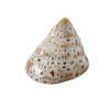 Boltze Wohndeko Muschel 7x6x4cm