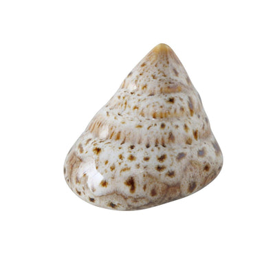 Boltze Wohndeko Muschel 7x6x4cm