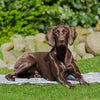 Trixie coole matte weich grau