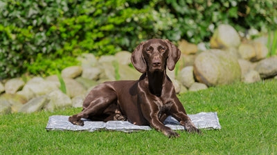 Trixie coole matte weich grau