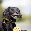 Trixie Gatenbal Natural Gummi mit Glocke für blinden oder behinderten Hund
