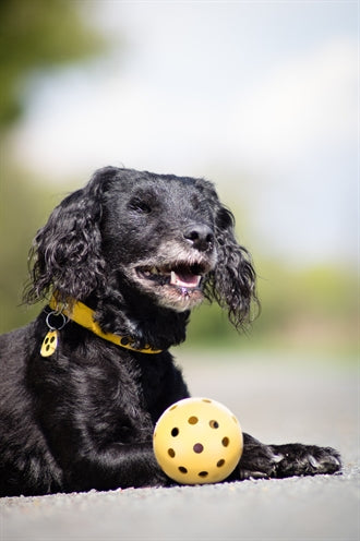 Trixie Gatenbal Natural Gummi mit Glocke für blinden oder behinderten Hund