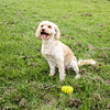 Happy Pet grrrelli weicher Schlepper Gelb