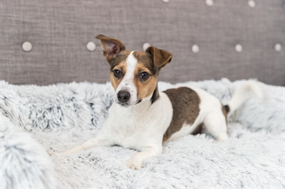 Trixie -Sofa Bett Harvey Möbelschutz Angular Weiß Schwarz