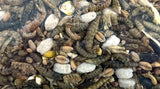 Utopia strooivoos mit Insekten - afbeelding 2