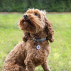 Fetch Tag Smart Pet Tag abrufen
