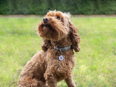 Fetch Tag Smart Pet Tag abrufen