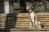 Morso Hund Leine recycelte Vollmetallhund Brown - afbeelding 4