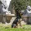 Morso Hund Leinen einstellbare recycelte Vollmetallhund Brown