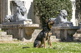 Morso Hund Leinen einstellbare recycelte Vollmetallhund Brown - afbeelding 3