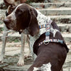 Morso Hundekabelbaum H-Hher recycelter Spaghetti-Vorfall