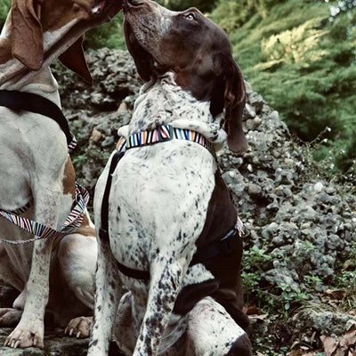 Morso Hundekabelbaum H-Hher recycelter Spaghetti-Vorfall