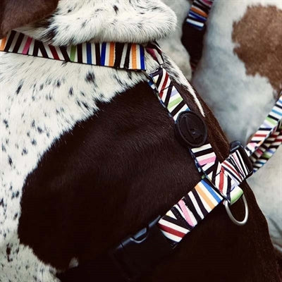 Morso Hundekabelbaum H-Hher recycelter Spaghetti-Vorfall