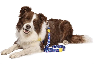 Morso Hund Leinen recycelte Farbinvasoren lila lila