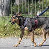 Morso Hundegürtel Einstellbarer recycelter Stromfluss schwarz schwarz