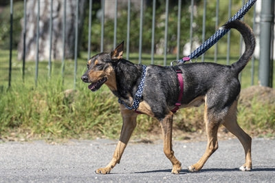 Morso Hundegürtel Einstellbarer recycelter Stromfluss schwarz schwarz