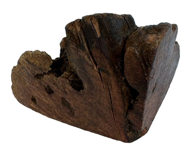 Hund Woodzzz kauen Wurzel mit Olivenöl