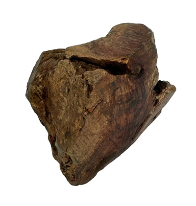Hund Woodzzz kauen Wurzel mit Olivenöl