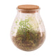 Natural Collections Vase aus Glas mit künstlicher Pflanze ø19,5x23,5cm