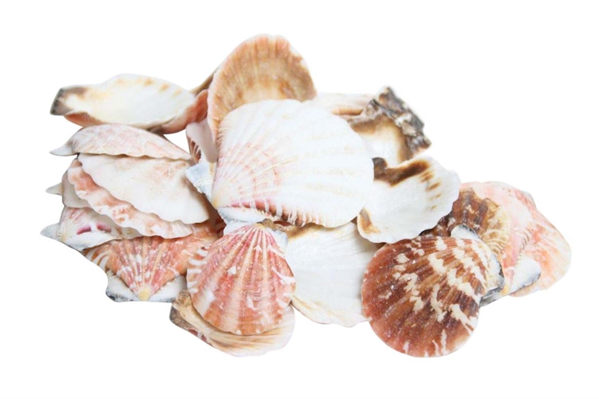 Hbx natürliche lebende Muscheln Pecten vexillum 500gr