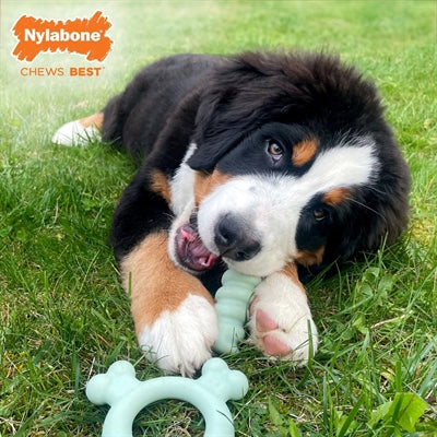 Nylabone Welpen taktiler Ring Hühnergeschmack