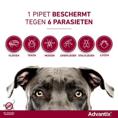 Bayer Elanco Advantix Spot auf