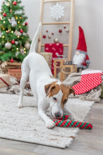 Trixie Weihnachten Frostouw Candy Cane