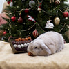 Cupid Comet Adventsgeschenk 'n' Futter Trüffelskala