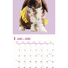 Kalender Kaninchen Studio 2025