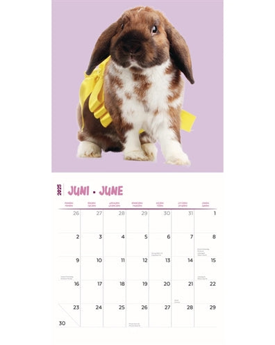 Kalender Kaninchen Studio 2025