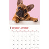 Kalender Frenchies Studio 2025
