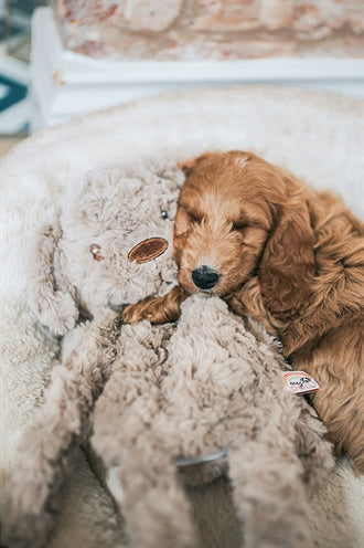 Mein Hund mein Hund Hund Plüsch braun