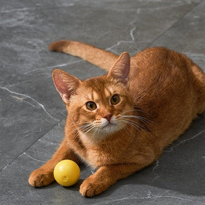 Eti dynamische Spielzeugkatze sortiert