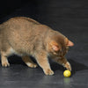 Eti dynamische Spielzeugkatze sortiert